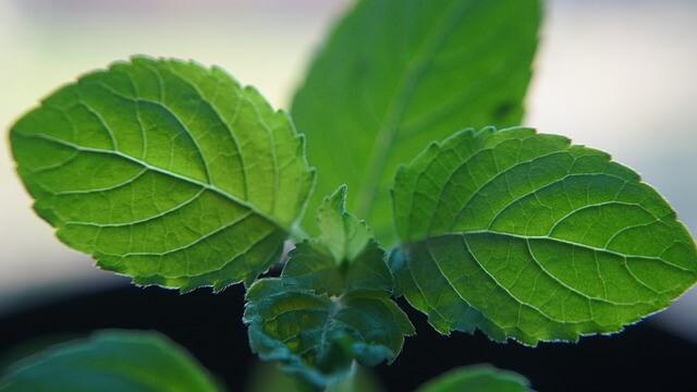 Health Benefits of Tulsi Leaves